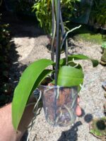 Phalaenopsis Total Cool - COLEÇÃO - Imagem 5