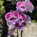 Phalaenopsis ''Limited #38''- COLEÇÃO
