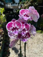 Phalaenopsis ''Limited #38''- COLEÇÃO