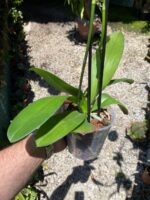 Phalaenopsis ''Limited #38''- COLEÇÃO - Imagem 7