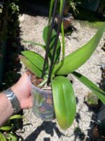 Phalaenopsis ''Limited #38''- COLEÇÃO - Imagem 5