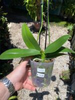 Phalaenopsis ''Limited #38''- COLEÇÃO - Imagem 9