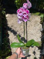 Phalaenopsis ''Limited #38''- COLEÇÃO - Imagem 2