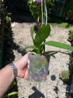 Phalaenopsis ''Limited #38''- COLEÇÃO - Imagem 8