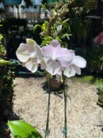 Phalaenopsis Venetian Carnival - COM FLOR - COLEÇÃO - Imagem 2