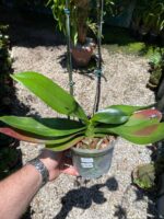 Phalaenopsis Venetian Carnival - COM FLOR - COLEÇÃO - Imagem 3