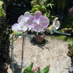 Phalaenopsis Venetian Carnival - COM FLOR - COLEÇÃO