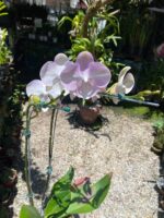 Phalaenopsis Venetian Carnival - COM FLOR - COLEÇÃO