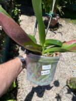 Phalaenopsis Venetian Carnival - COM FLOR - COLEÇÃO - Imagem 4