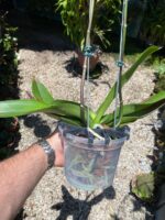 Phalaenopsis Venetian Carnival - COM FLOR - COLEÇÃO - Imagem 6