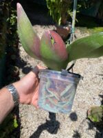 Phalaenopsis Venetian Carnival - COM FLOR - COLEÇÃO - Imagem 7