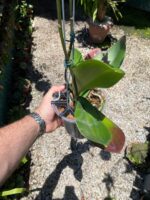 Phalaenopsis Venetian Carnival - COM FLOR - COLEÇÃO - Imagem 5