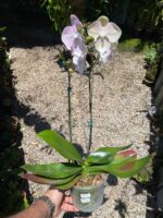 Phalaenopsis Venetian Carnival - COM FLOR - COLEÇÃO - Imagem 10