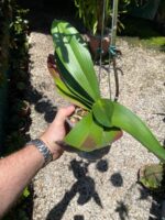 Phalaenopsis Venetian Carnival - COM FLOR - COLEÇÃO - Imagem 8