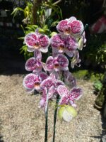 Phalaenopsis Tropic Ancelot - COLEÇÃO