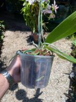 Phalaenopsis Tropic Ancelot - COLEÇÃO - Imagem 3