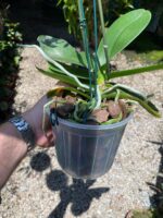 Phalaenopsis Tropic Ancelot - COLEÇÃO - Imagem 4