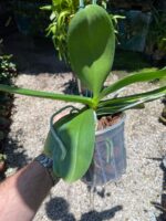 Phalaenopsis Tropic Ancelot - COLEÇÃO - Imagem 2