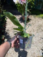 Phalaenopsis Tropic Ancelot - COLEÇÃO - Imagem 7