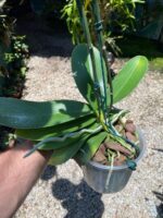 Phalaenopsis Tropic Ancelot - COLEÇÃO - Imagem 5