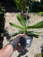 Phalaenopsis Tropic Ancelot - COLEÇÃO - Imagem 8