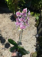 Phalaenopsis Tropic Ancelot - COLEÇÃO - Imagem 9