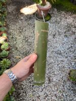 Toco de Bambu Chinês - C/ Gancho e Etiqueta - Imagem 2