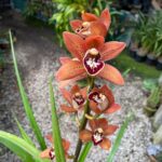 Cymbidium Kusuda Shining - COLEÇÃO