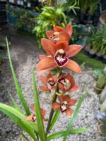 Cymbidium Kusuda Shining - COLEÇÃO