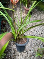 Cymbidium Kusuda Shining - COLEÇÃO - Imagem 8