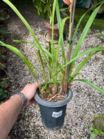 Cymbidium Kusuda Shining - COLEÇÃO - Imagem 6