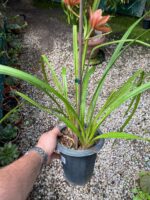 Cymbidium Kusuda Shining - COLEÇÃO - Imagem 7