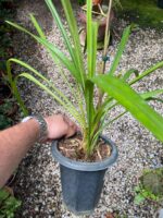 Cymbidium Kusuda Shining - COLEÇÃO - Imagem 5