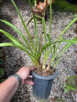 Cymbidium Kusuda Shining - COLEÇÃO - Imagem 3