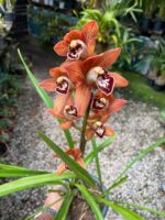 Cymbidium Kusuda Shining - COLEÇÃO - Imagem 4