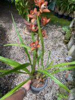 Cymbidium Kusuda Shining - COLEÇÃO - Imagem 2