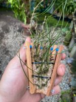 Isabelia Pulchella - Imagem 5