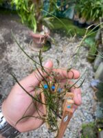 Isabelia Pulchella - Imagem 6