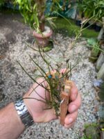 Isabelia Pulchella - Imagem 4