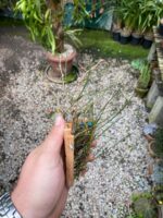 Isabelia Pulchella - Imagem 3