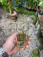 Isabelia Pulchella - Imagem 2