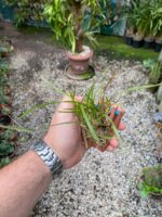 Ornithophora Radicans - Orquídea Pato - Imagem 3