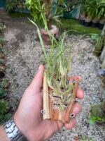 Ornithophora Radicans - Orquídea Pato - Imagem 5