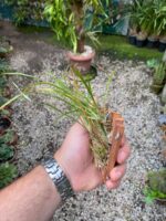 Ornithophora Radicans - Orquídea Pato - Imagem 6