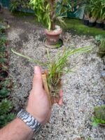 Ornithophora Radicans - Orquídea Pato - Imagem 4