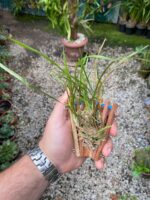 Ornithophora Radicans - Orquídea Pato - Imagem 2