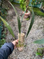 Rudolfiella Aurantiaca - COLEÇÃO - Imagem 2