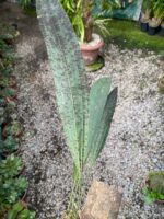 Rudolfiella Aurantiaca - COLEÇÃO - Imagem 3