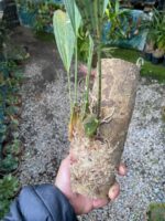 Rudolfiella Aurantiaca - COLEÇÃO - Imagem 5