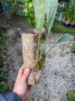 Rudolfiella Aurantiaca - COLEÇÃO - Imagem 6